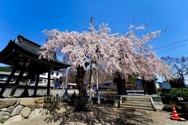 西光寺の桜